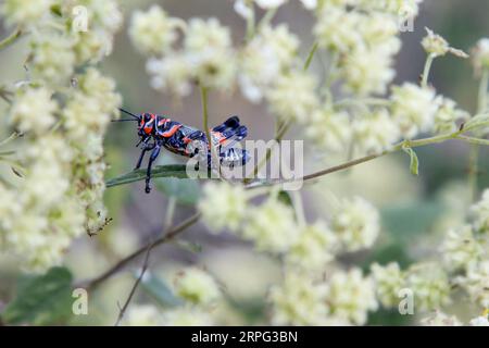 Chapulín oder Grashüpfer, der auf einer Pflanze steht. Blau und rotes Insekt. Stockfoto