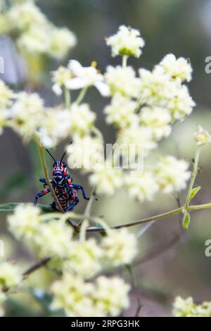 Chapulín oder Grashüpfer, der auf einer Pflanze steht. Blau und rotes Insekt. Stockfoto