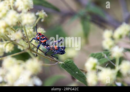 Chapulín oder Grashüpfer, der auf einer Pflanze steht. Blau und rotes Insekt. Stockfoto