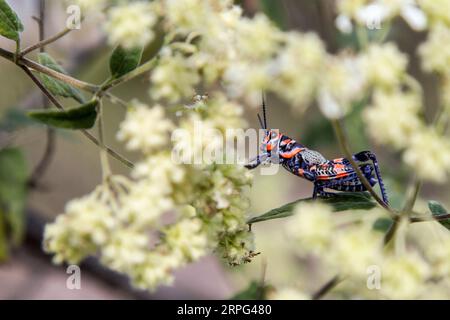 Chapulín oder Grashüpfer, der auf einer Pflanze steht. Blau und rotes Insekt. Stockfoto