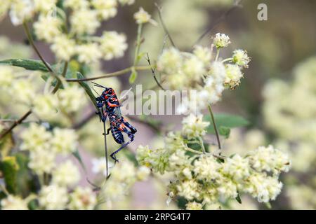 Chapulín oder Grashüpfer, der auf einer Pflanze steht. Blau und rotes Insekt. Stockfoto