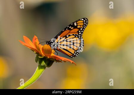 Nahaufnahme des Monarch Butterfly, der während der Migration in Quebec, Kanada, auf dem Nektar der mexikanischen Sonnenblume sitzt und sich ernährt Stockfoto