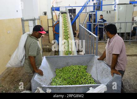 191007 -- GAZA, 7. Oktober 2019 -- Menschen arbeiten in einer Ölmühle in Gaza-Stadt am 7. Oktober 2019. Die Bauern ernteten Oliven und zerdrückten sie in der Olivenölfabrik, um Öl freizusetzen. Foto: Rizek Abdeljawad/Xinhua MIDEAST-GAZA-OLIVENMÜHLE GuoxYu PUBLICATIONxNOTxINxCHN Stockfoto