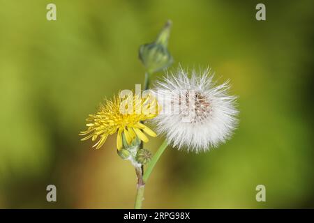 Nahaufnahme der gelben Blume und des Samenfusels der Gemeinen Shabistel, der Milchquaste (Sonchus oleraceus). Familie Asteraceae, Compositae. Holländischer Garten. Spätsommer Stockfoto