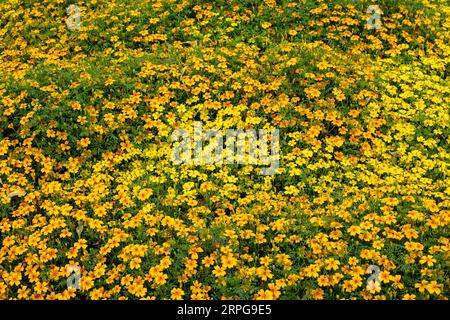 Nahaufnahme vieler kleiner gelber Blüten der Art Ringelblume (Tagetes tenuifolia). Stockfoto