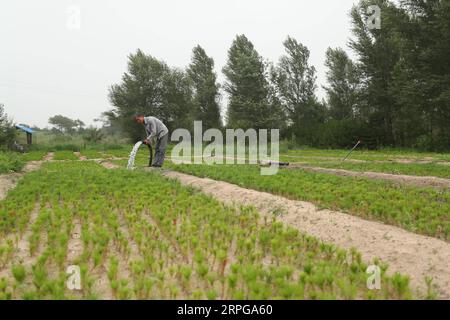 191009 -- FUXIN, 9. Oktober 2019 -- Hou GUI Waters Saplings in Zhangwu County der Stadt Fuxin, Provinz Liaoning im Nordosten Chinas, 17. Juli 2019. Hou GUI, 68, ist ein Dorfbewohner im Dorf Liujia der Stadt Sihecheng im Zhangwu County. Hou lebt am südlichen Rand des Horqin-Sandlandes und hat in den letzten 18 Jahren mehr als 200.000 Bäume auf 2.400 mu 160 Hektar Sandland gepflanzt. Als ich ein Kind war, sprengte der Wind den Sand und ich konnte nichts sehen. Hou GUI sagte: Um seine Heimat zu schützen, begann Hou GUI 2001 mit der Aufforstung. In den letzten Jahren mit der Stärkung der Regierungsführung Stockfoto