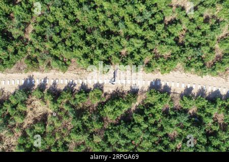 191009 -- FUXIN, 9. Oktober 2019 -- Luftbild zeigt Hou GUI beim Patrouillieren im Wald im Zhangwu County der Stadt Fuxin, nordöstliche Provinz Liaoning, 9. Oktober 2019. Hou GUI, 68, ist ein Dorfbewohner im Dorf Liujia der Stadt Sihecheng im Zhangwu County. Hou lebt am südlichen Rand des Horqin-Sandlandes und hat in den letzten 18 Jahren mehr als 200.000 Bäume auf 2.400 mu 160 Hektar Sandland gepflanzt. Als ich ein Kind war, sprengte der Wind den Sand und ich konnte nichts sehen. Hou GUI sagte: Um seine Heimat zu schützen, begann Hou GUI 2001 mit der Aufforstung. In den letzten Jahren mit der Stärkung Stockfoto