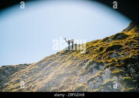 Belianske Tatras Hügel, wo die anmutigen Tatra Gämsen grasen, umgeben von üppigem Grün und Ruhe. Stockfoto