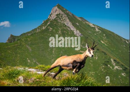 Eine Tatra-Gämse springt anmutig über die leuchtend grüne Wiese, wobei der ikonische Havran-Gipfel in der Belianske Tatra majestätisch im Hintergrund aufragt Stockfoto