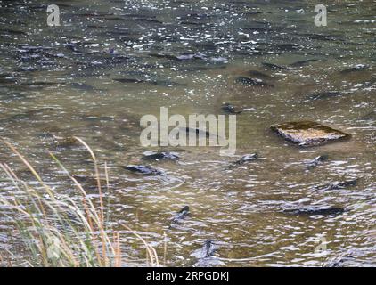 191012 -- PORT HOPE CANADA, 12. Oktober 2019 -- Lachse schwimmen stromaufwärts während ihrer Migration auf das Laichgebiet am Ganaraska River in Port Hope in Süd-Ontario, Kanada, am 12. Oktober 2019. Foto von /Xinhua CANADA-ONTARIO-PORT HOPE-LACHSWANDERUNG ZouxZheng PUBLICATIONxNOTxINxCHN Stockfoto