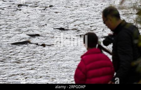 191012 -- PORT HOPE CANADA, 12. Oktober 2019 -- Menschen beobachten Lachse, die stromaufwärts schwimmen, während ihrer Migration auf das Laichgebiet am Ganaraska River in Port Hope in Süd-Ontario, Kanada, am 12. Oktober 2019. Foto von /Xinhua CANADA-ONTARIO-PORT HOPE-LACHSWANDERUNG ZouxZheng PUBLICATIONxNOTxINxCHN Stockfoto