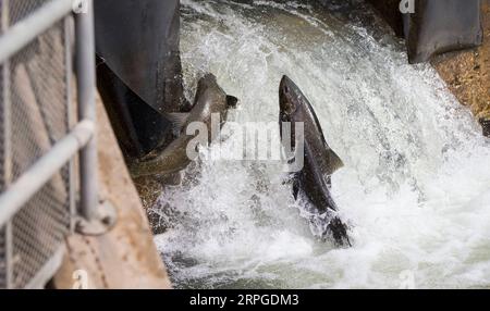 191012 -- PORT HOPE CANADA, 12. Oktober 2019 -- Lachse versuchen, während ihrer Migration zum Laichgebiet am Ganaraska River in Port Hope in Süd-Ontario, Kanada, am 12. Oktober 2019 über eine Fischleiter zu springen. Foto von /Xinhua CANADA-ONTARIO-PORT HOPE-LACHSWANDERUNG ZouxZheng PUBLICATIONxNOTxINxCHN Stockfoto