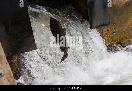 191012 -- PORT HOPE CANADA, 12. Oktober 2019 -- Ein Lachs versucht, während seiner Migration auf das Laichgebiet am Ganaraska River in Port Hope im südlichen Ontario, Kanada, am 12. Oktober 2019 über eine Fischleiter zu springen. Foto von /Xinhua CANADA-ONTARIO-PORT HOPE-LACHSWANDERUNG ZouxZheng PUBLICATIONxNOTxINxCHN Stockfoto