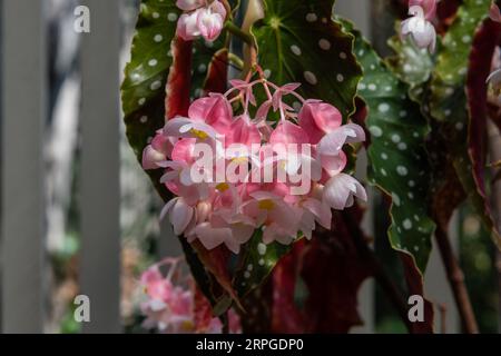 Der wunderschöne Angel Wing Begonia blüht in einem botanischen Garten in Südkalifornien Stockfoto