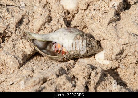 Eine Einsiedlerkrebse, die in ihrer Schale auf dem Sand versteckt ist. Stockfoto