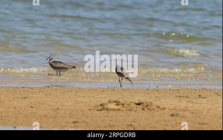 191013 -- HAIKOU, 13. Oktober 2019 -- zwei Curlews fressen am Strand in Guangcun Stadt in Danzhou, Südchinesische Provinz Hainan, 12. Oktober 2019. Als die Temperatur in Nordchina abfällt, zogen Zugvögel nach Süden und kamen in Hainan an, um den Winter zu verbringen. CHINA-HAINAN-ZUGVÖGEL CN YangxGuanyu PUBLICATIONxNOTxINxCHN Stockfoto