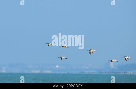 191013 -- HAIKOU, 13. Oktober 2019 -- Curlews fliegen über den Strand in Guangcun Stadt in Danzhou, Südchinesische Provinz Hainan, 12. Oktober 2019. Als die Temperatur in Nordchina abfällt, zogen Zugvögel nach Süden und kamen in Hainan an, um den Winter zu verbringen. CHINA-HAINAN-ZUGVÖGEL CN YangxGuanyu PUBLICATIONxNOTxINxCHN Stockfoto