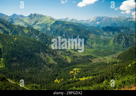 Hohe Tatra Schönheit: Ein fesselnder Blick vom üppigen, grünen Bergrücken der Belianske Tatra, mit Blick auf ein Tal voller dichter Wälder und lebhafter Natur Stockfoto