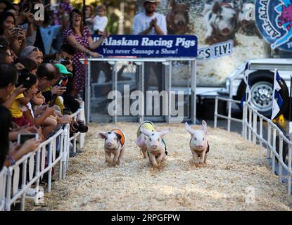 191015 -- PEKING, 15. Oktober 2019 -- Piggies laufen während des Schweinehurrens beim Original Farmers Market Fall Festival in Los Angeles, USA. XINHUA FOTOS DES TAGES LixYing PUBLICATIONxNOTxINxCHN Stockfoto