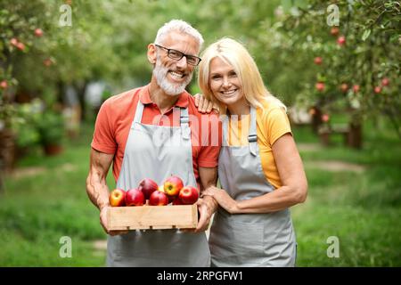 Glückliches älteres Paar, das eine Kiste voller Äpfel in Obstplantagen hält Stockfoto