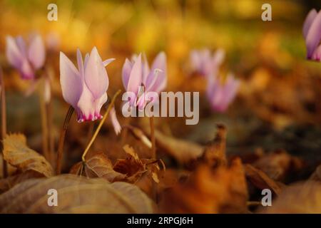 Blumen rosa Blumen orange Stockfoto