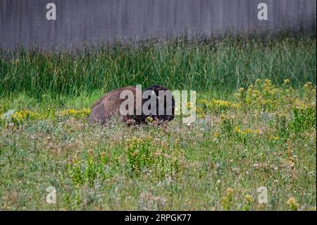 Ein Bison Bull im Yellowstone-Nationalpark, Wyoming, USA Stockfoto