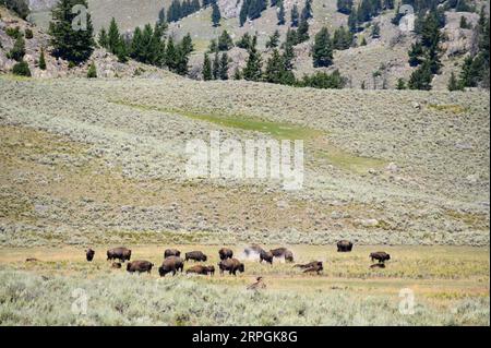 Bisonherden im Lamar Valley im Yellowstone-Nationalpark Stockfoto