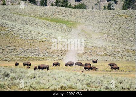 Bisonherden im Lamar Valley im Yellowstone-Nationalpark Stockfoto