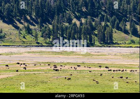 Bisonherden im Lamar Valley im Yellowstone-Nationalpark Stockfoto