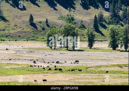 Bisonherden im Lamar Valley im Yellowstone-Nationalpark Stockfoto