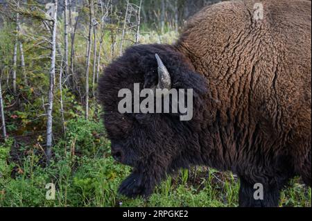 Ein Bison Bull im Yellowstone-Nationalpark, Wyoming, USA Stockfoto