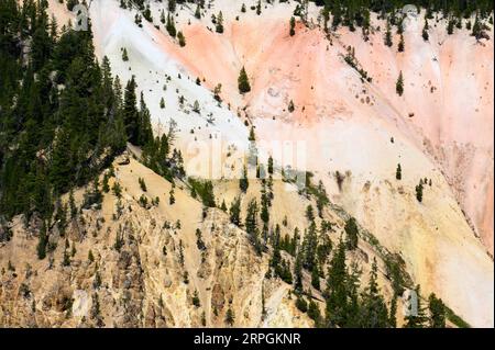 Die leuchtenden Farben der Wände des Grand Canyon von Yellowstone im Yellowstone-Nationalpark Stockfoto