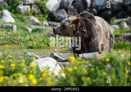 Ein erwachsener männlicher Grizzly-Bär in West Yellowstone, Montana, USA Stockfoto