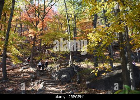 191020 -- NEW YORK, 20. Oktober 2019 -- Besucher wandern in einem Wald am Bear Mountain in New York, USA, 19. Oktober 2019. USA-NEW YORK-HERBSTLANDSCHAFT HanxFang PUBLICATIONxNOTxINxCHN Stockfoto