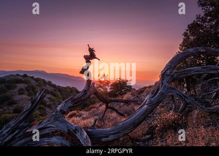 Ein alter Baum in den Bergen gegen den Sonnenuntergang. Ein verwelkter Baum. Stockfoto