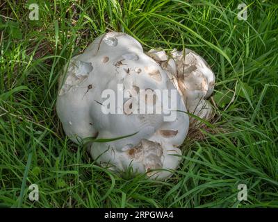 Ein Topf mit der Aufschrift Giant Puffball, (Calvatia gigantea) Pilz, der im Gras wächst Stockfoto