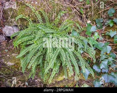 Nahaufnahme des wilden grünen asplenium-Trichomanen, auch bekannt als Maidenhaar-Milzkraut, kleiner Farn, der auf einer alten, moosbedeckten Steinmauer wächst Stockfoto