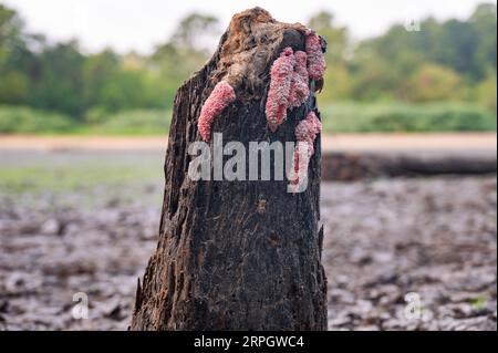 Massen von rosa Apfelschneckeneiern auf einem Baumstumpf, der normalerweise in Wasser getaucht wird. Stockfoto