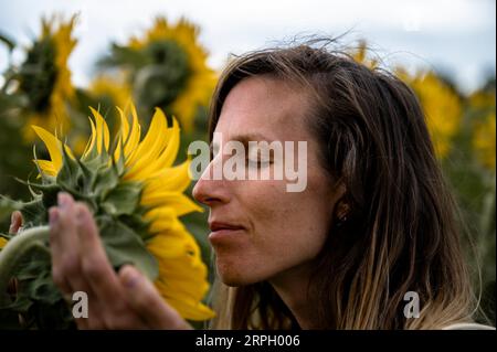 Nahaufnahme einer jungen Frau, die sanft eine wunderschöne blühende Sonnenblume hält, die auf dem Feld wächst und sie riecht und ihre Essenz genießt. Stockfoto