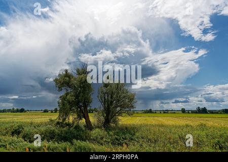 Große Gewitterfront mit bedrohlich aussehender Wolkenbildung, aus der teilweise Regen fällt, über eine Flussauen mit Wiesen, Büschen und einem Baum Stockfoto