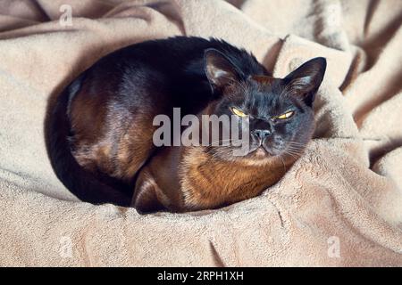 Birmanische Katze liegt in einem Korb. Draufsicht. Stockfoto