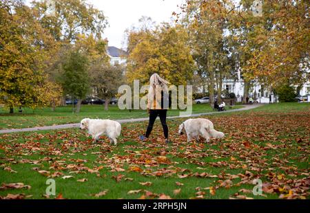 191030 -- LONDON, 30. Oktober 2019 -- Eine Frau geht Hunde in Primrose Hill in London, Großbritannien, am 30. Oktober 2019. GROSSBRITANNIEN-LONDON-HERBSTLAUB HanxYan PUBLICATIONxNOTxINxCHN Stockfoto