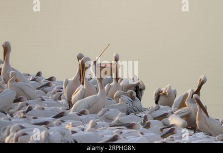 191107 --MISHMAR HASHARON ISRAEL, 7. November 2019 Xinhua -- Migrantenpelikane werden am 7. November 2019 an einem Wasserreservoir in Mishmar HaSharon, Israel, gesehen. Jedes Jahr durchqueren Tausende Pelikane Israel auf dem Weg nach Afrika für den Winter. Foto von Gil Cohen Magen/Xinhua ISRAEL-MISHMAR HASHARON-MIGRIERENDE PELICANS PUBLICATIONxNOTxINxCHN Stockfoto