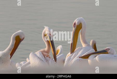 191107 --MISHMAR HASHARON ISRAEL, 7. November 2019 Xinhua -- Migrantenpelikane werden am 7. November 2019 an einem Wasserreservoir in Mishmar HaSharon, Israel, gesehen. Jedes Jahr durchqueren Tausende Pelikane Israel auf dem Weg nach Afrika für den Winter. Foto von Gil Cohen Magen/Xinhua ISRAEL-MISHMAR HASHARON-MIGRIERENDE PELICANS PUBLICATIONxNOTxINxCHN Stockfoto