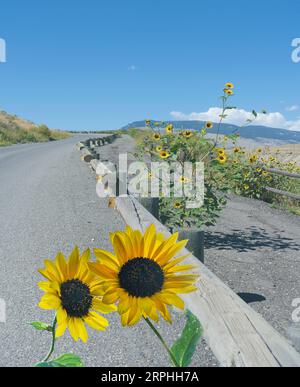 Fahren Sie bergauf auf der Straße mit Sonnenblumen, Bergen, blaues sky..Composite Foto zeigt zwei Sonnenblumen als Paar im Vordergrund. Textabstand Stockfoto