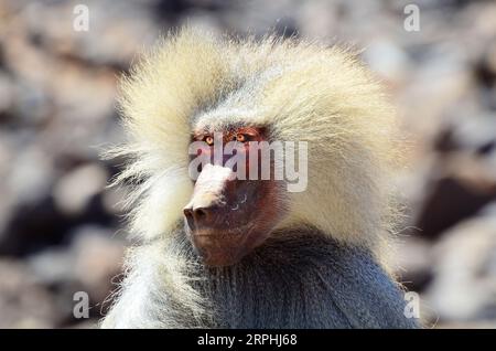 Der Hamadryas-Pavian ist eine Art von Pavian innerhalb der Familie der Alte-Welt-Affen. Sie ist im Horn von Afrika beheimatet. Foto aufgenommen in Dschibuti.. Stockfoto