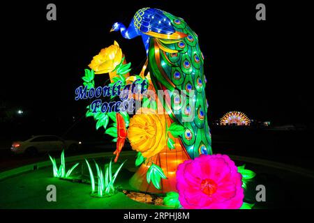 191110 -- LOS ANGELES, 10. November 2019 -- Lichtinstallationen werden während des Moonlight Forest Magical Lantern Art Festivals im Los Angeles County Arboretum and Botanic Garden in Los Angeles, USA, am 9. November 2019 gezeigt. Foto: /Xinhua U.S.-LOS ANGELES-LATERNE ART FESTIVAL QianxWeizhong PUBLICATIONxNOTxINxCHN Stockfoto