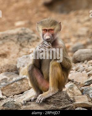 Der Hamadryas-Pavian ist eine Art von Pavian innerhalb der Familie der Alte-Welt-Affen. Sie ist im Horn von Afrika beheimatet. Foto aufgenommen in Dschibuti.. Stockfoto