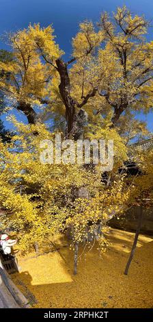 191111 -- PEKING, 11. Nov. 2019 -- Handy-Foto aufgenommen am 11. Nov. 2019 zeigt alte Ginkgo-Bäume im Dajue-Tempel in Peking, Hauptstadt von China. CHINA-BEIJING-DAJUE TEMPLE-GINKGO CN YINXDONGXUN PUBLICATIONXNOTXINXCHN Stockfoto