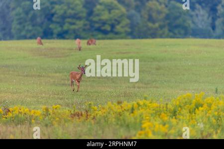 Junge Weißschwanzböcke, die von einigen weggehen, fressen in einem Heufeld im Norden von Wisconsin. Stockfoto